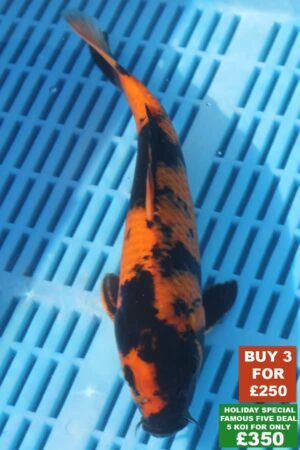 F038 Hi Utsuri 8to10in £99