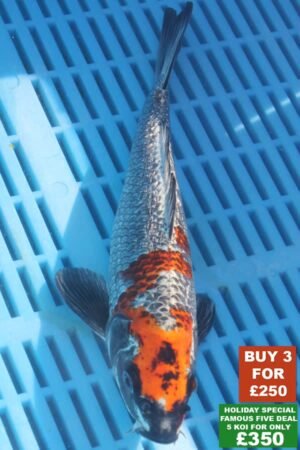 F039 Gin Rin Kujaku 8to10in £99