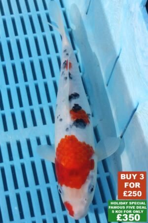 F040 Sanke 8to10in £99