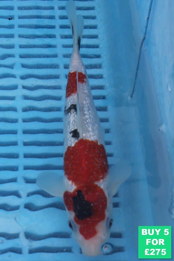 F050 Gin Rin Sanke 7to9in £60