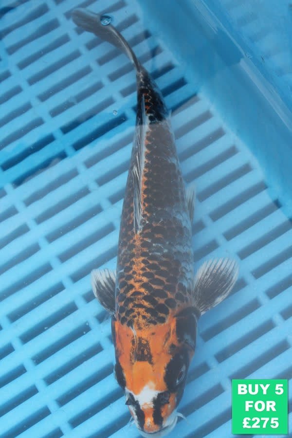 F054 Kujaku 7to9in £60
