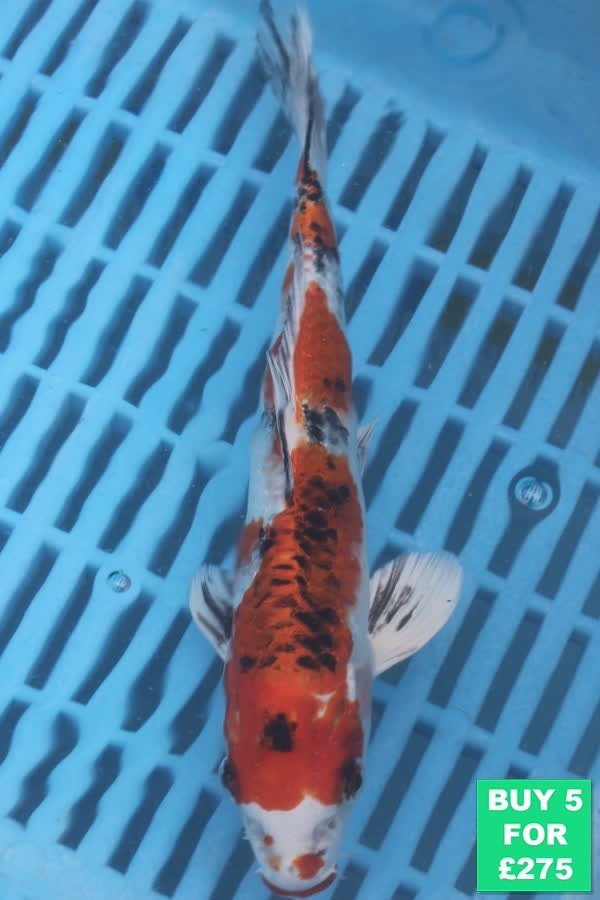 F059 Kujaku 7to9in £60