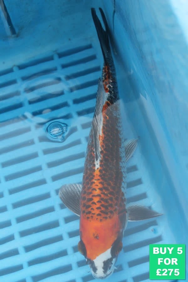 F060 Kujaku 7to9in £60