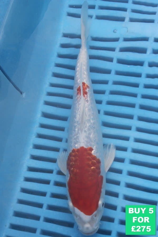 F064 Gin Rin Kohaku 7to9in £60