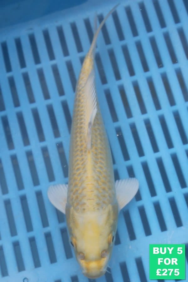 F077 Yamabuki 7to9in £60