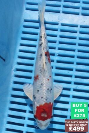 6233 Yamatonishki 7to8in £60