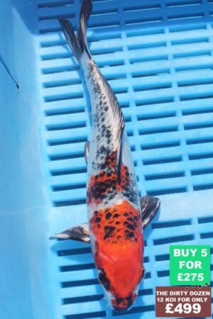 6260 Kujaku 7to8in £60