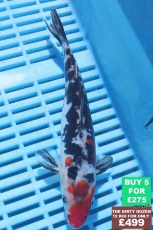 6261 Doitsu Showa 7to8in £60