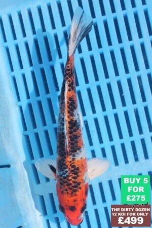 6270 Kujaku 7to8in £60