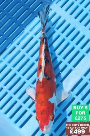 6275 Yamatonishki 7to8in £60