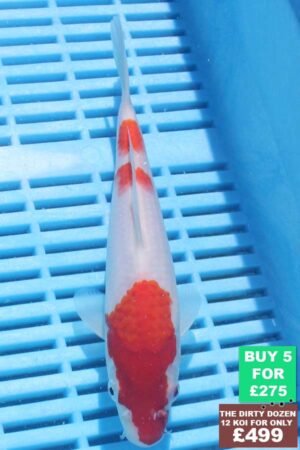 6278 Kohaku 7to8in £60