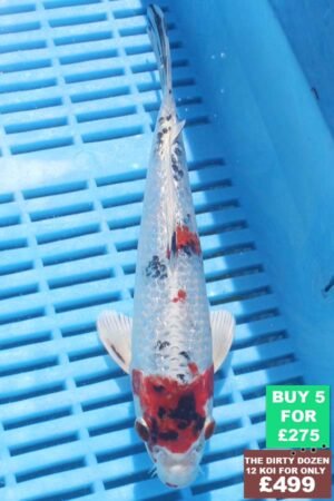 6279 Yamatonishki 7to8in £60