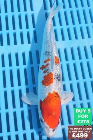 6394 Gin Rin Yamatonishki 7to8in £60