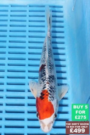 6399 Kujaku 7to8in £60