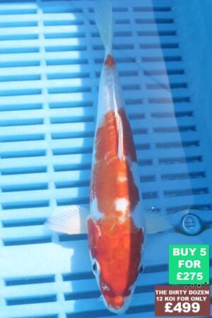 6400 Kikisui 7to8in £60