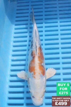 6415 Doitsu Kujaku 7to8in £60