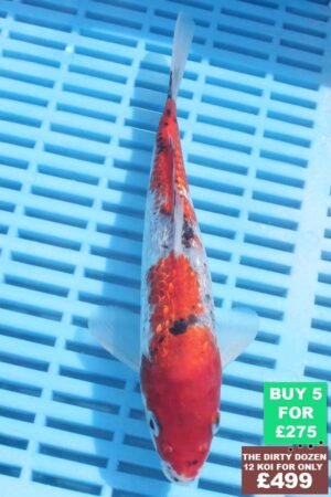 6418 Gin Rin Goshki 7to8in £60