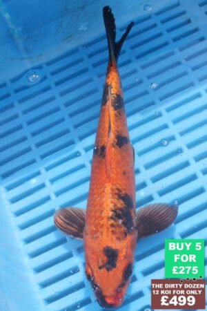 6419 Kin Ki Utsuri 7to8in £60