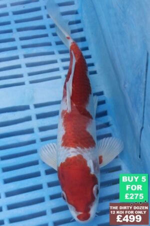6483 Kohaku 7to8in £60