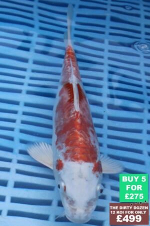6489 Kikisui 7to8in £60