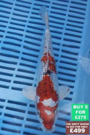 6490 Yamatonishki 7to8in £60