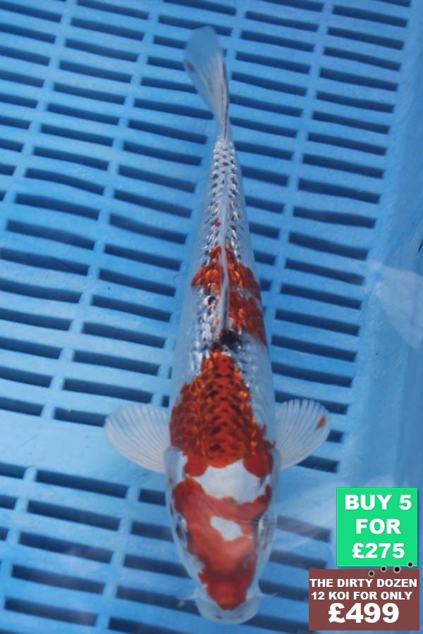 6490 Yamatonishki 7to8in £60