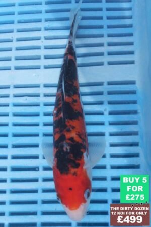 6569 Sanke 7to8in £60