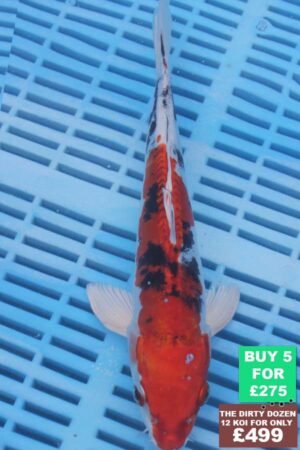 6572 Doitsu Yamatonishki 7to8in £60