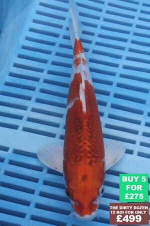 6574 Yamatonishki 7to8in £60