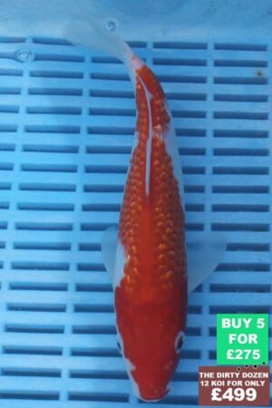 6576 Kohaku 7to8in £60