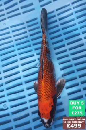 6584 Kujaku 7to8in £60