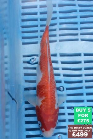 6585 Kohaku 7to8in £60