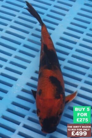 6671 Hi Utsuri 7to8in £60.JPG