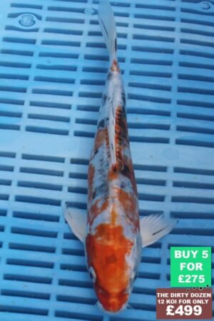 6672 Doitsu Kujaku 7to8in £60.JPG