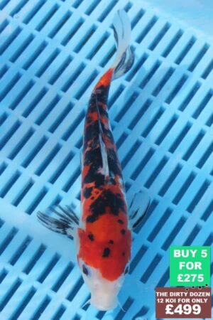 6681 Doitsu Sanke 7to8in £60.JPG