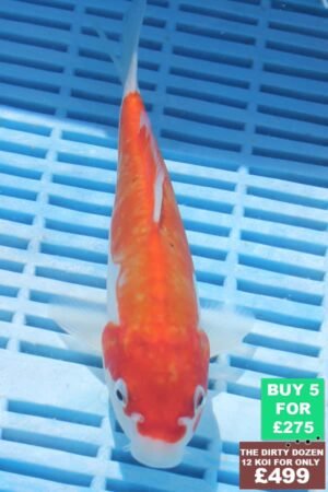 6682 Kohaku 7to8in £60.JPG