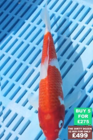 6686 Kohaku 7to8in £60.JPG