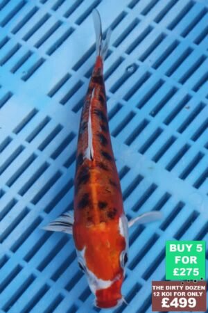 6689 Doitsu Kujaku 7to8in £60.JPG