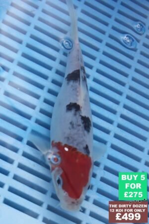 6690 Sanke 7to8in £60.JPG