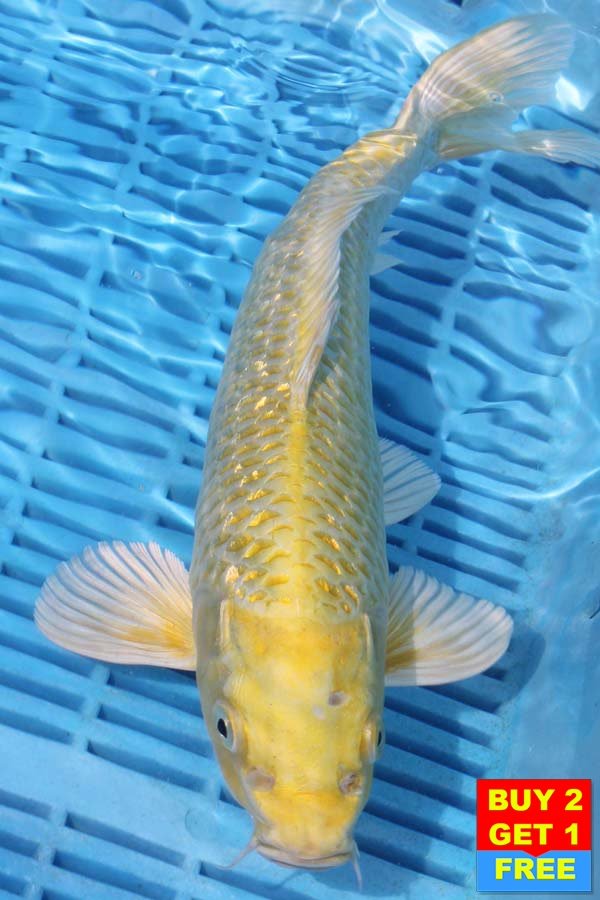 6814 Yamabuki 12to14in £190.jpg
