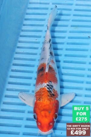 6820 Gin Rin Yamatonishki 7to8in £60.jpg