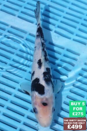 6826 Shiro Utsuri 7to8in £60.jpg