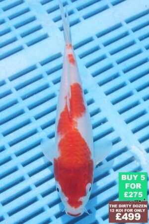 6832 Kohaku 7to8in £60.jpg