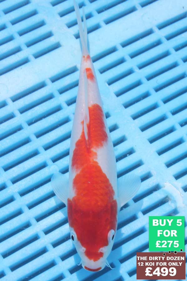 6832 Kohaku 7to8in £60.jpg