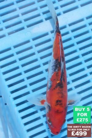 6842 Doitsu Goshki 7to8in £60.jpg