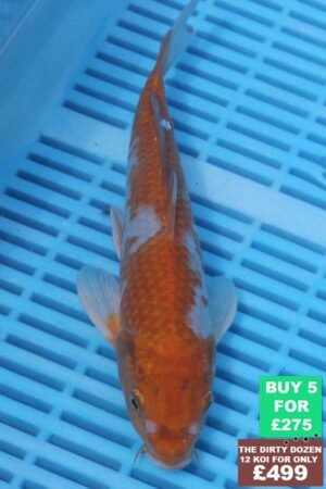 6844 Ochiba 7to8in £60.jpg
