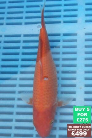 6931 Kigoi 7to8in £60.JPG