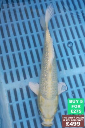 6935 Gin Rin Yambuki 7to8in £60.JPG