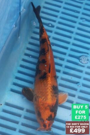 6938 Kin Ki Utsuri 7to8in £60.JPG