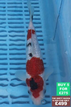 F050 Gin Rin Sanke 7to9in £60